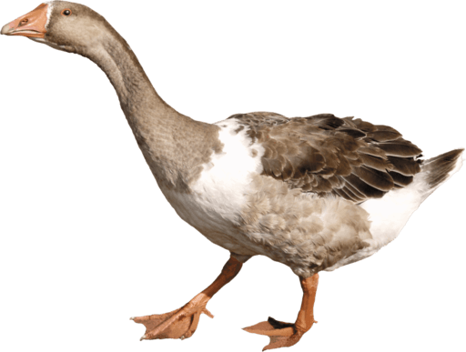 Goose